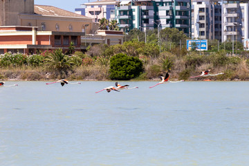 Flamingos at a lake in Cagliari, Italy