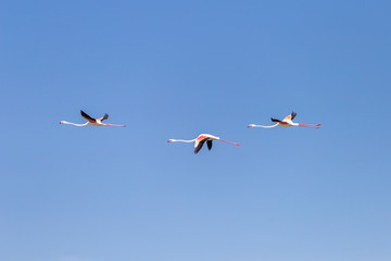 Flamingos at a lake in Cagliari, Italy