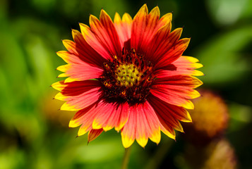 Indian Blanket Fire Wheel Flower