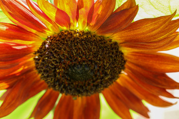 Close up sunflower center