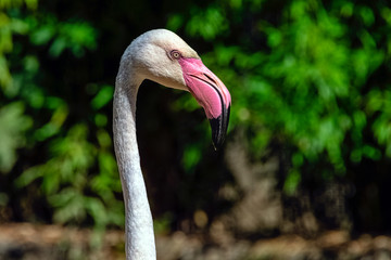 Fototapeta premium Greater flamingo (Phoenicopterus roseus) is the most widespread and largest species of the flamingo family - Spain