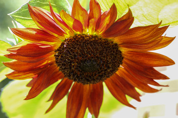 Multicolored sunflower