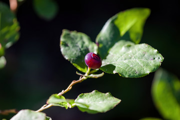 fresh huckleberry on the plant