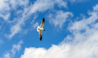 Jonathan Livingston Seagull