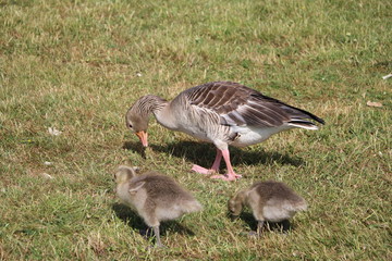 Family of the greylag goose Anser anser, Sweden