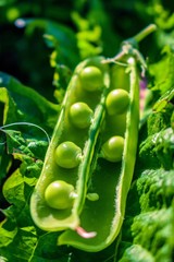 close up of a green pea
