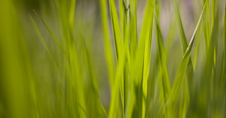 Close-up of lush green grass in summer. BANNER