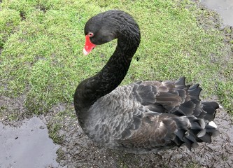 black swan on the lake