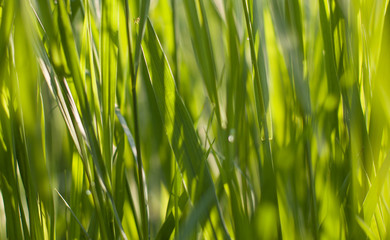 Green paddy green grass closeup in farmland.