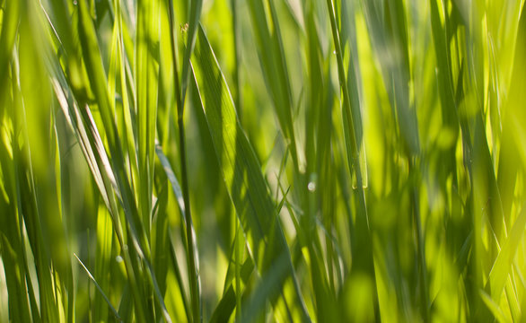 Green paddy green grass closeup in farmland.