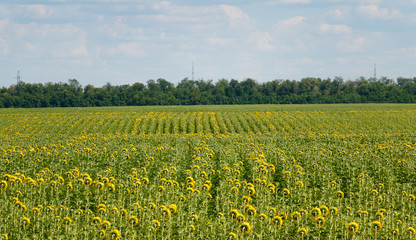 Fototapeta na wymiar field of sunflowers, blue cloudy sky agricultural landscape