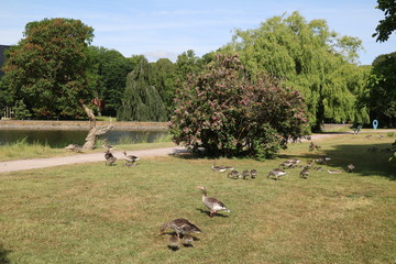 Greylag goose  in the park of Kalmar Castle in Kalmar, Sweden © ClaraNila