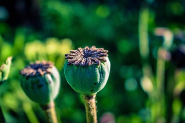 poppy seed head