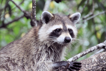 A Racoon in the florida Everglades