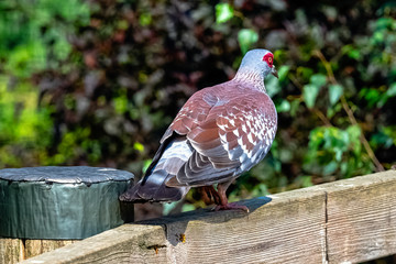 Columba guinea known as speckled pigeon or African rock pigeon