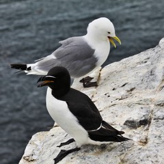 A view of a Kittiwake
