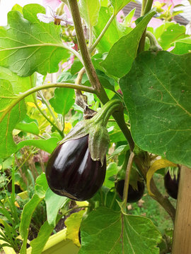 (Solanum melongena) Belles aubergines noire violette et pendantes