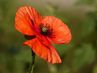 Poppy flower (Papaver rhoeas) close up - inside view on a poppy flower red petals
