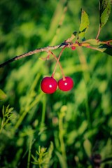 red cherries on a tree