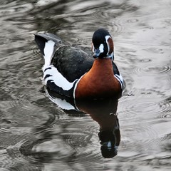 A picture of a Red Breasted Goose