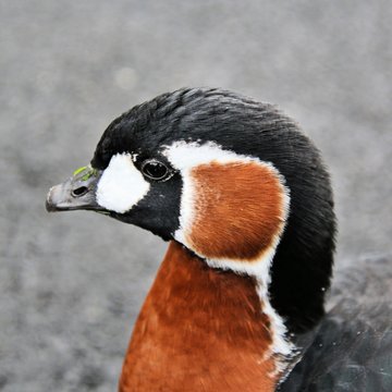 A picture of a Red Breasted Goose