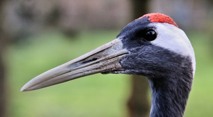 A picture of a Red Crowned Crane