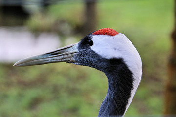 Fototapeta premium grey crowned crane