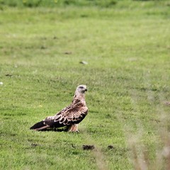 Obraz premium A view of a Red Kite on the ground