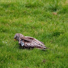 bird on the grass