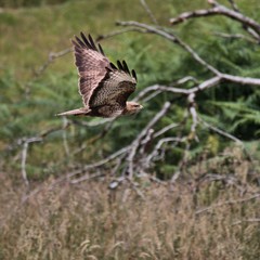 A view of a Red Kite in flight