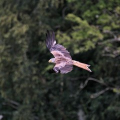 A view of a Red Kite in flight