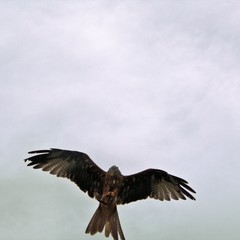 A view of a Red Kite in flight