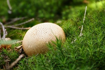 brauner Holzstäubling