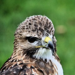 A Red Tailed Buzzard