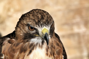 red tailed hawk