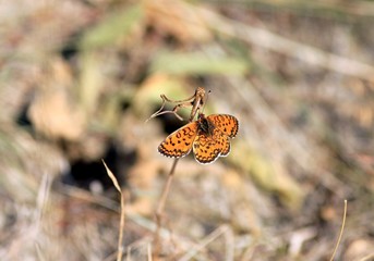 Melitaea trivia butterfly on a blade of grass close up