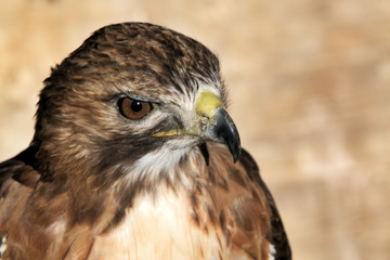 A Red Tailed Buzzard