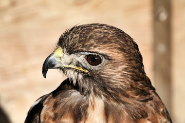 red tailed hawk