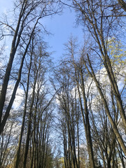 branches of trees on a background of blue sky in the park, green corner. natural beauty. rustic window made of natural materials. natural park design concept