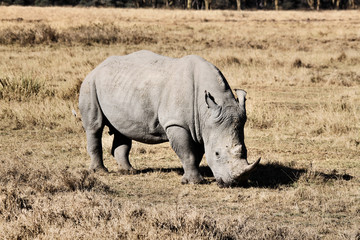 Fototapeta premium A view of a Rhino
