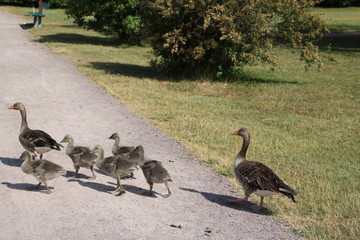 Wakling Greylag goose Anser anser family in Sweden © ClaraNila