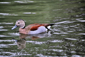A view of a Ringed Teal