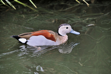 A view of a Duck at Martin Mere Nature Reserve