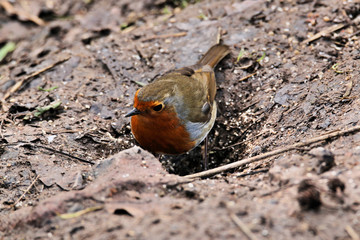 robin on the ground