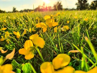 field of yellow tulips