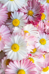 Romantic background of pink Daisy flowers. Beautiful English daisy flowers. Summer  little chamomile.