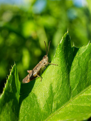 Grasshopper sitting on a leaf at sunny day