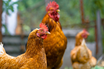 Chickens on dried grass in enclosure. Brown hens walking on heap of dried grass in enclosure on summer day on farm