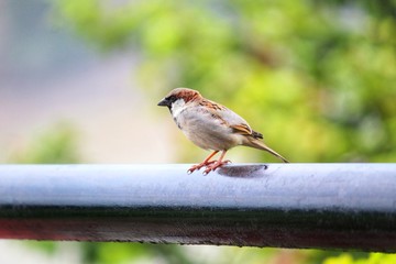 colorful house sparrow bird passer domesticus bird in nature male and female house sparrow bird close up photo