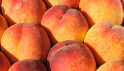 Fresh peaches in the bright rays of the sun.
